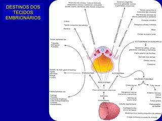 DESTINOS DOS
  TECIDOS
EMBRIONÁRIOS
 