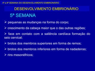 4ª a 8ª SEMANA DO DESENVOLVIMENTO EMBRIONÁRIO


         DESENVOLVIMENTO EMBRIONÁRIO
     5ª SEMANA
  pequenas as mudanças na forma do corpo;
  crescimento da cabeça maior que o das outras regiões;
  face em contato com a saliência cardíaca formação do
 seio cervical;
  brotos dos membros superiores em forma de remos;
  brotos dos membros inferiores em forma de nadadeiras;
  rins mesonéfricos;
 