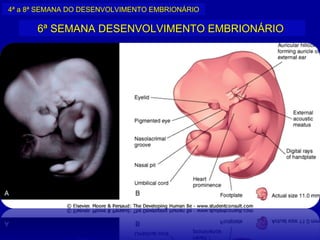 4ª a 8ª SEMANA DO DESENVOLVIMENTO EMBRIONÁRIO

      6ª SEMANA DESENVOLVIMENTO EMBRIONÁRIO
 
