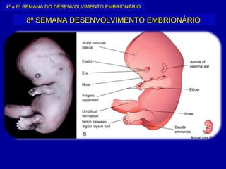 4ª a 8ª SEMANA DO DESENVOLVIMENTO EMBRIONÁRIO

      8ª SEMANA DESENVOLVIMENTO EMBRIONÁRIO
 