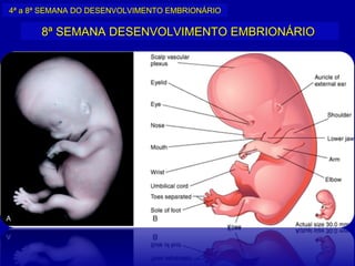 4ª a 8ª SEMANA DO DESENVOLVIMENTO EMBRIONÁRIO

      8ª SEMANA DESENVOLVIMENTO EMBRIONÁRIO
 