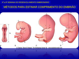 4ª a 8ª SEMANA DO DESENVOLVIMENTO EMBRIONÁRIO

 MÉTODOS PARA ESTIMAR COMPRIMENTO DO EMBRIÃO
 