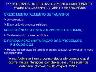 4ª a 8ª SEMANA DO DESENVOLVIMENTO EMBRIONÁRIO
     – FASES DO DESENVOLVIMENTO EMBRIONÁRIO

CRESCIMENTO (AUMENTO DE TAMANHO)
 Divisão celular;
 Elaboração de produtos celulares;

MORFOGÊNESE (DESENVOLVIMENTO DA FORMA)
 Movimentos de massas de células;

DIFERENCIAÇÃO (MATURAÇÃO DOS PROCESSOS
    FISIOLÓGICOS)
 Resulta na formação de tecidos e órgãos capazes de executar funções
especializadas;

   “A morfogênese é um processo elaborado durante o qual
   ocorre muitas interações complexas, em uma seqüência
          ordenada” (Cooke, 1988; Wolpert, 1991)
 