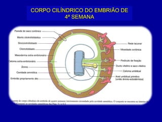 CORPO CILÍNDRICO DO EMBRIÃO DE
           4ª SEMANA
 