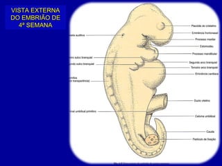 VISTA EXTERNA
DO EMBRIÃO DE
  4ª SEMANA
 