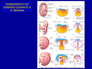DOBRAMENTO DO
EMBRIÃO DURANTE A
    4ª SEMANA
 
