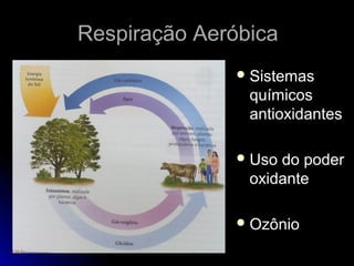 Respiração Aeróbica
               Sistemas
                químicos
                antioxidantes

               Uso do poder
                oxidante

               Ozônio
 