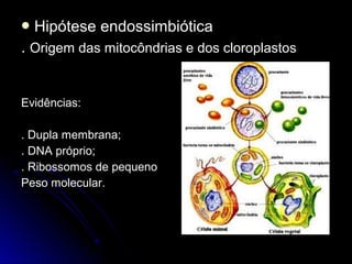  Hipótese    endossimbiótica
. Origem das mitocôndrias e dos cloroplastos


Evidências:

. Dupla membrana;
. DNA próprio;
. Ribossomos de pequeno
Peso molecular.
 