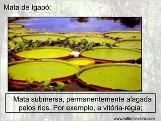 Mata de Igapó:
Mata submersa, permanentemente alagada
pelos rios. Por exemplo, a vitória-régia;
www.wiltonoliveira.com
 