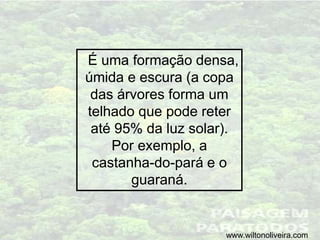 É uma formação densa,
úmida e escura (a copa
das árvores forma um
telhado que pode reter
até 95% da luz solar).
Por exemplo, a
castanha-do-pará e o
guaraná.
www.wiltonoliveira.com
 