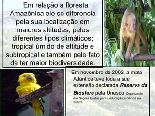 Em relação a floresta
Amazônica ele se diferencia
pela sua localização em
maiores altitudes, pelos
diferentes tipos climáticos;
tropical úmido de altitude e
subtropical e também pelo fato
de ter maior biodiversidade.
Em novembro de 2002, a mata
Atlântica teve toda a sua
extensão declarada Reserva da
Biosfera pela Unesco Organização
das Nações Unidas para a educação, a ciência e a
cultura.
 