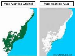 Mata Atlântica Original Mata Atlântica Atual
www.wiltonoliveira.com
 