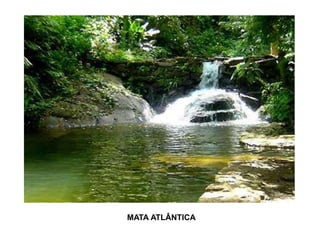 MATA ATLÂNTICA
 