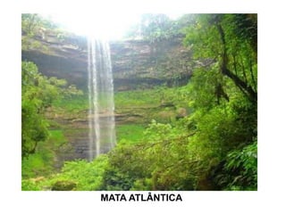 MATA ATLÂNTICA
 