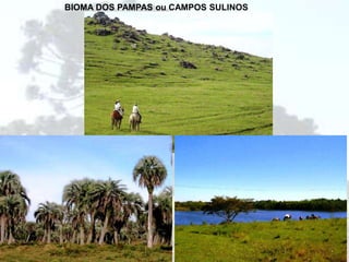 Característica:
Vegetação aberta, com
poucas variedades de
espécies, com destaque para
o pinheiro.
O clima típico da região é o
subtropical e localiza-se em terrenos
de planalto e na chapada da Bacia do
Paraná.
BIOMA DOS PAMPAS ou CAMPOS SULINOS
 