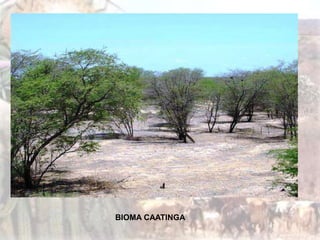 O solo é rico em sais minerais e
paupérrimo em matéria orgânica, pouco
profundo e pedregoso. As plantas
possuem raízes superficiais para o
máximo de absorção destas águas.
O relevo é formado por planaltos e
depressões e morros isolados ("inselbergs").
www.wiltonoliveira.com
BIOMA CAATINGA
 