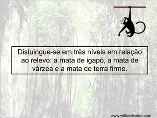 Distuingue-se em três níveis em relação
ao relevo: a mata de igapó, a mata de
várzea e a mata de terra firme.
www.wiltonoliveira.com
 