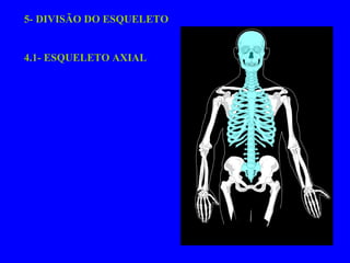 5- DIVISÃO DO ESQUELETO 4.1- ESQUELETO AXIAL 