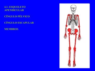 4.1- ESQUELETO APENDICULAR CÍNGULO PÉLVICO CÍNGULO ESCAPULAR MEMBROS 