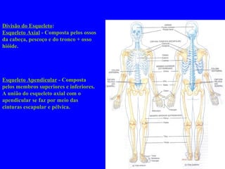 Divisão do Esqueleto :  Esqueleto Axial  - Composta pelos ossos da cabeça, pescoço e do tronco + osso hióide.  Esqueleto Apendicular  - Composta pelos membros superiores e inferiores.  A união do esqueleto axial com o apendicular se faz por meio das cinturas escapular e pélvica.   
