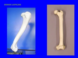 OSSOS LONGOS 