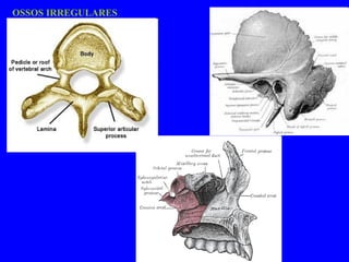 OSSOS IRREGULARES 