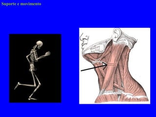 Suporte e movimento 