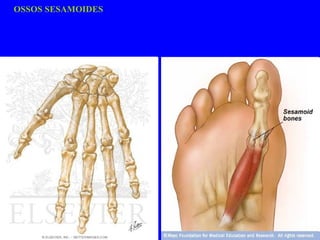 OSSOS SESAMOIDES 