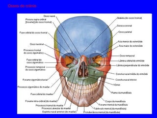 Ossos do crânio 
