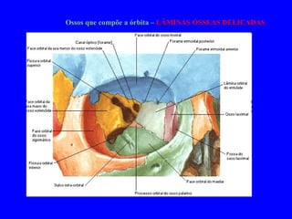 Ossos que compõe a órbita –  LÂMINAS ÓSSEAS DELICADAS 