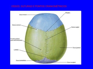 OSSOS, SUTURAS E PONTOS CRANIOMÉTRICOS 