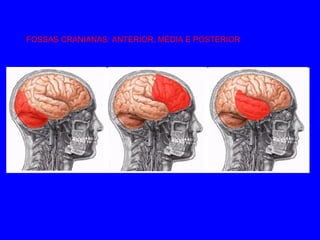 FOSSAS CRANIANAS: ANTERIOR, MÉDIA E POSTERIOR 