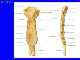 8) TÓRAX 