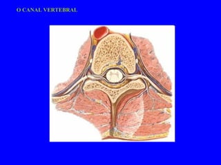 O CANAL VERTEBRAL 