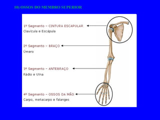 10) OSSOS DO MEMBRO SUPERIOR 