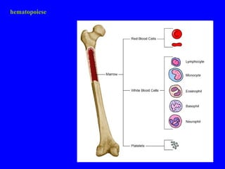 hematopoiese 