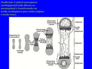 Ossificação Condral (osteogênese cartilaginosa)Tecido fibroso ou mesenquimal é transformado em tecido cartilaginoso para então originar o tecido ósseo. 