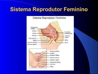 Sistema Reprodutor FemininoSistema Reprodutor Feminino
 