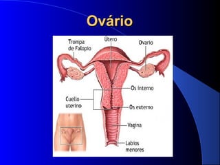 OvárioOvário
 
