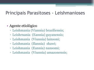 Principais Parasitoses - Leishmanioses

• Agente etiológico
  ▫   Leishmania (Viannia) braziliensis;
  ▫   Leishrnania (Eannia) guyanensis;
  ▫   Leishmania (Viunnia) lainsoni;
  ▫   Leishmania (Ilannia) shawi;
  ▫   Leishmania (Eannia) nansomi;
  ▫   Leishmania (Viunnia) amazonensis;
 