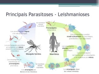 Principais Parasitoses - Leishmanioses
 