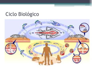 Ciclo Biológico
 