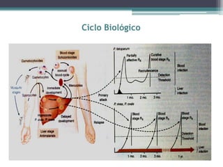 Ciclo Biológico
 