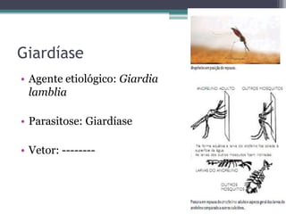 Giardíase
• Agente etiológico: Giardia
  lamblia

• Parasitose: Giardíase

• Vetor: --------
 