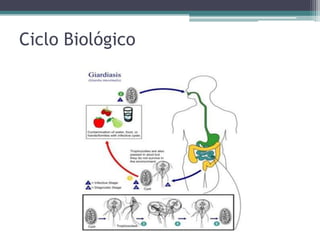 Ciclo Biológico
 