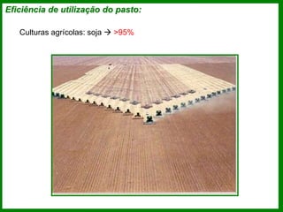Eficiência de utilização do pasto:
Culturas agrícolas: soja  >95%
 