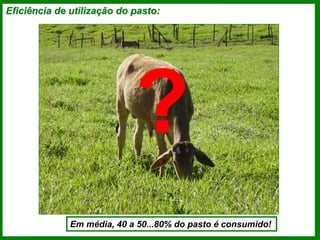 Eficiência de utilização do pasto:
Em média, 40 a 50...80% do pasto é consumido!
?
 