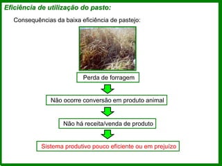 Eficiência de utilização do pasto:
Consequências da baixa eficiência de pastejo:
Perda de forragem
Não ocorre conversão em produto animal
Não há receita/venda de produto
Sistema produtivo pouco eficiente ou em prejuízo
 