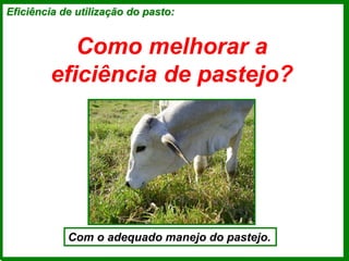Eficiência de utilização do pasto:
Como melhorar a
eficiência de pastejo?
Com o adequado manejo do pastejo.
 