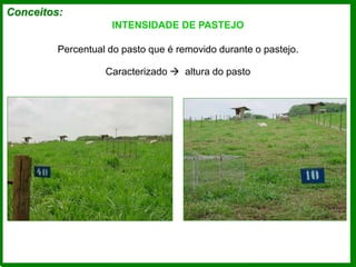 Conceitos:
INTENSIDADE DE PASTEJO
Percentual do pasto que é removido durante o pastejo.
Caracterizado  altura do pasto
 
